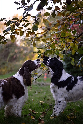 Owen et Holly attrape une pomme